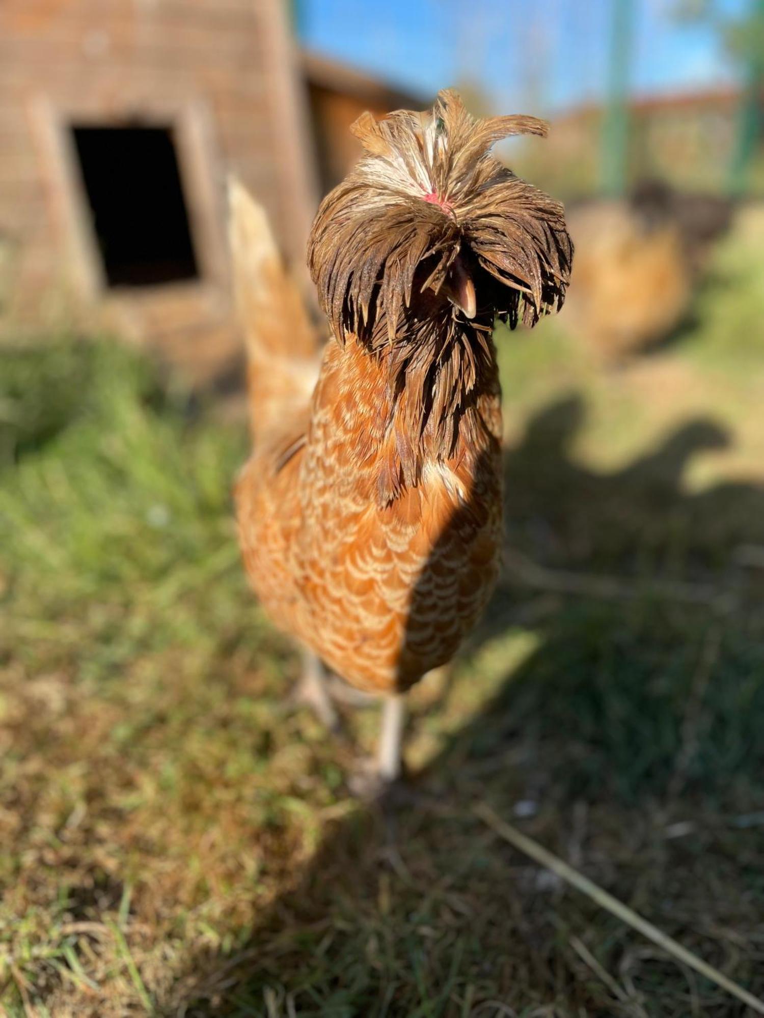 Merris La Ferme Du Paradis מראה חיצוני תמונה