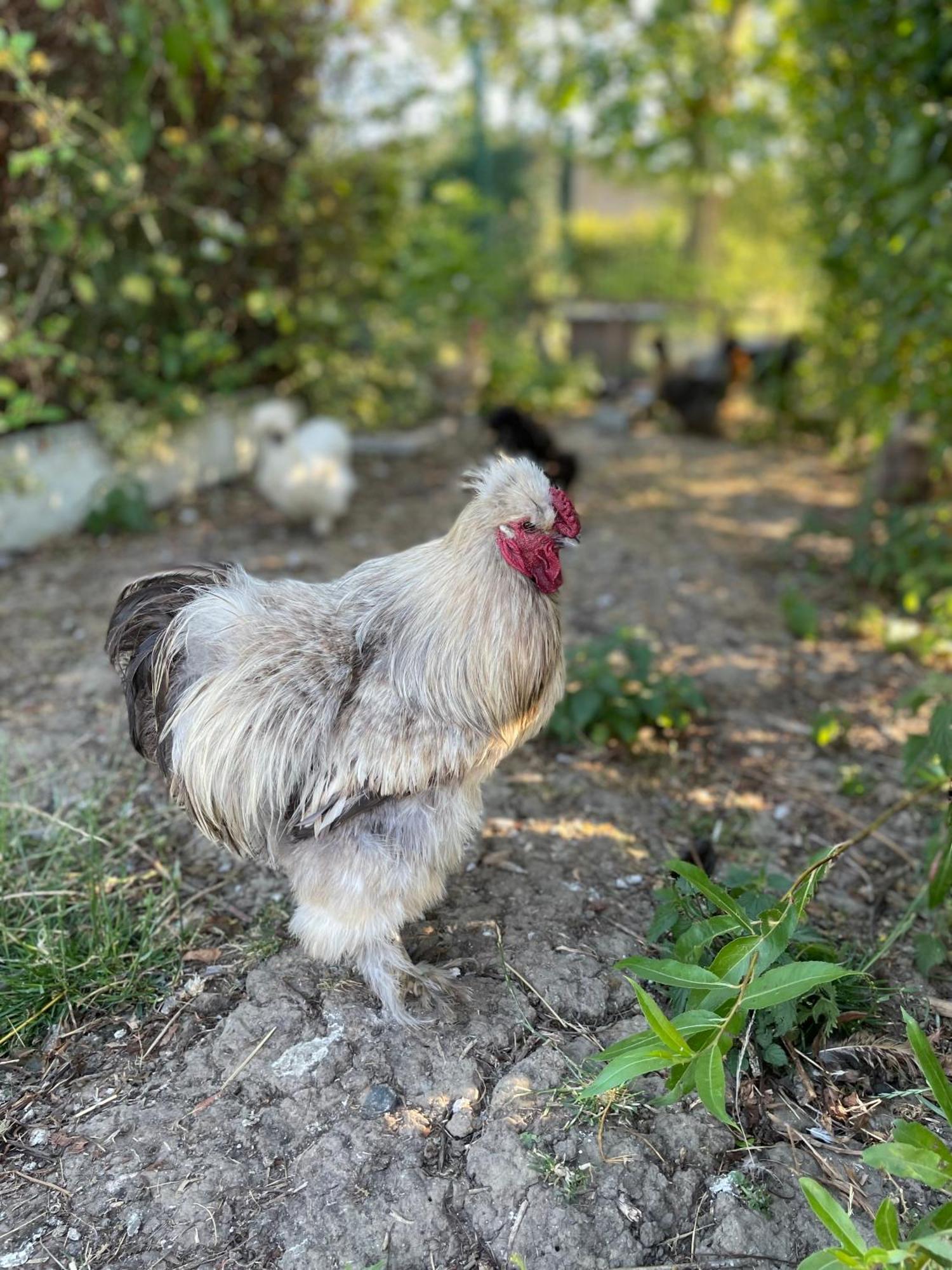 Merris La Ferme Du Paradis מראה חיצוני תמונה